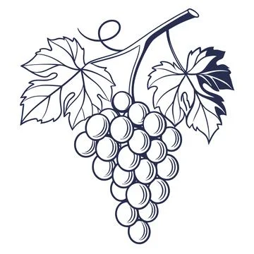 Fresh Grapes Fruit Bunch Vector Graphic Stock Illustration