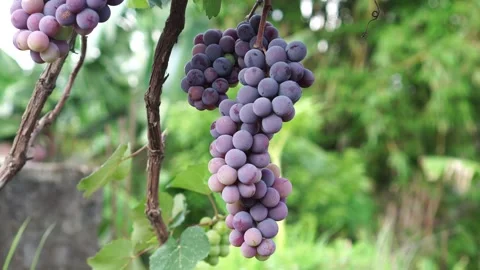 Fresh grapes in the garden Video stock 262303479