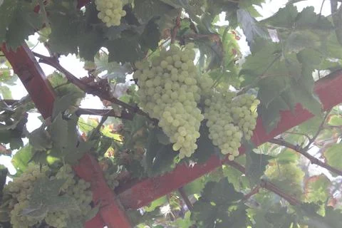 Fresh Grapes in grapeyard Stock Photos