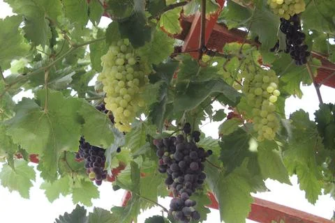 Fresh Grapes in grapeyard 库存照片