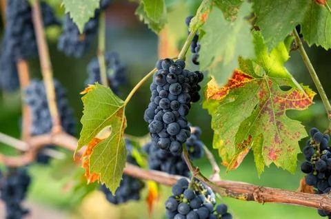 Fresh grapes growing in a backyard vineyard Stock Photos