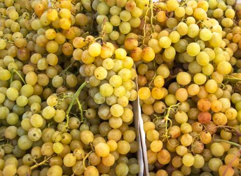 Fresh grapes Stock Photos