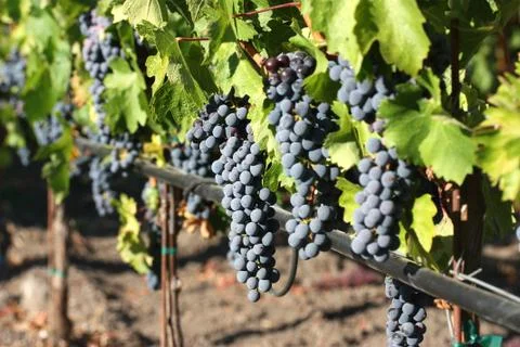 Fresh Grapes Stock Photos