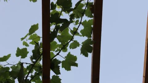Fresh grapes Stock-Fotos