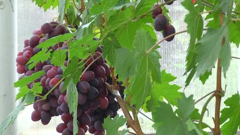 Fresh grapes on the vine Stock Footage 223820315