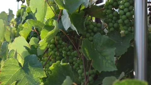 Fresh grapes in the vineyard Stock Footage 252821890