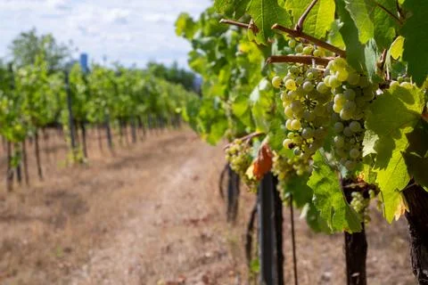 Fresh grapes in the vineyard Stock Photos