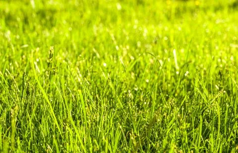 Fresh grass in the after after rain under sun rays. Nature banner Stockfoto's
