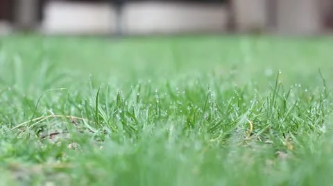 Fresh grass after rain Vídeo Stock 22018170