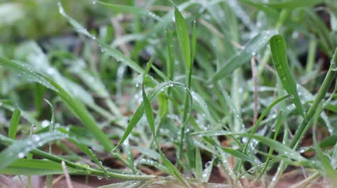 Fresh grass after rain Stock Footage 22520505