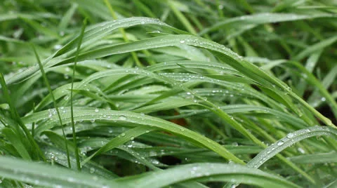 Fresh grass after rain Stock Footage 22520751