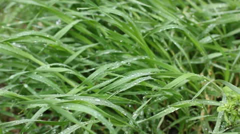 Fresh grass after rain Stock Footage 22520858