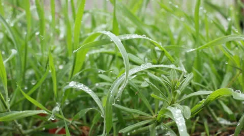 Fresh grass after rain Stock Footage 22521593