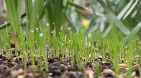 Fresh grass after rain Stock Footage 22523491