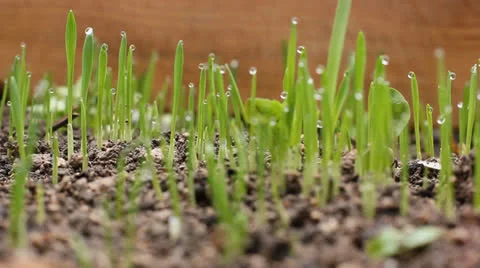 Fresh grass after rain Stock Footage 22525427