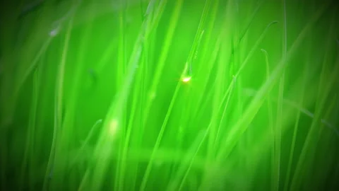 Fresh grass after rain Stockbeeldmateriaal 106457165