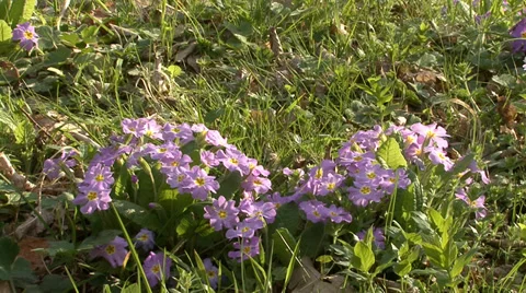 Fresh grass and flowers in the spring forest Video stock 32965835
