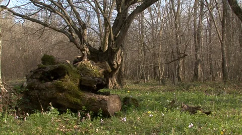 Fresh grass and flowers in the spring forest Vídeos de archivo 32965875
