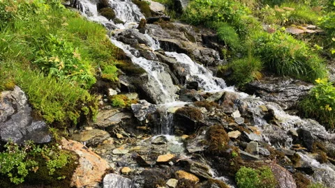 Fresh grass around a mountain stream - Italian Alps Vidéo 252181168