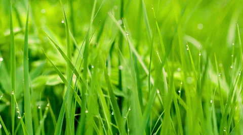 Fresh Grass background, the grass is moving with a wind Video stock 38025375