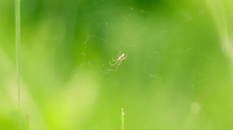 Fresh Grass background, the grass is moving with a wind Stock Footage 38025513