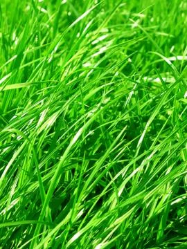 Fresh grass background Stock Photos