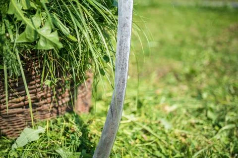 Fresh grass in a basket and outdated hand tool - scythe, close-up Fotos Stock