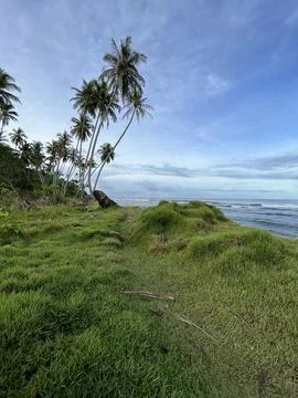 Fresh grass on the beach Stock Photos