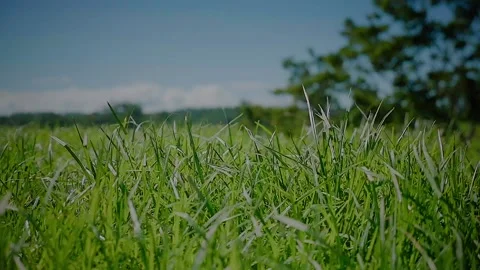 Fresh grass blowing in the wind / slow motion Stock Footage 145791172