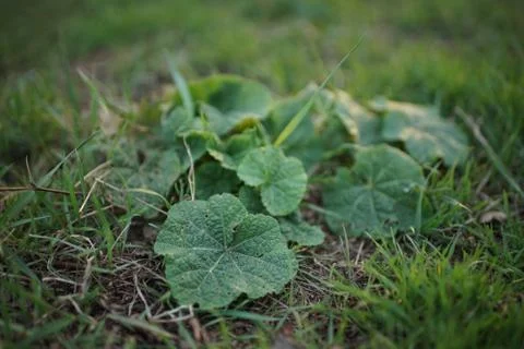 Fresh grass burdock growing in the spring garden, selective focus, side view Фото