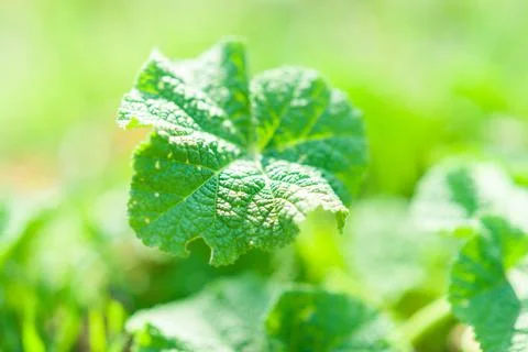 Fresh grass burdock growing in a spring garden Stockfoto's