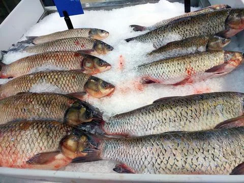 Fresh Grass Carp Fish Displayed on Ice in a Market Setting for Sale Stock Photos