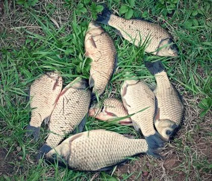 Fresh on the grass carp Foto stock