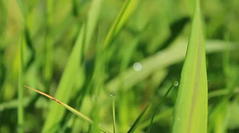 Fresh grass close up Stock Footage 39717358