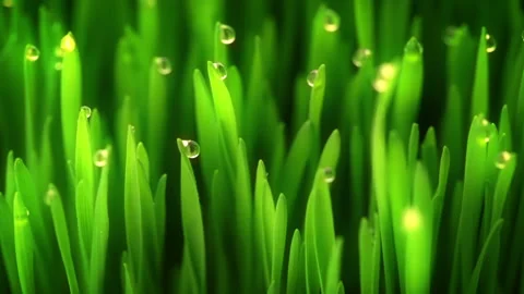 Fresh grass close-up Stockbeeldmateriaal 106457186