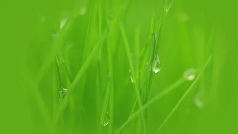 Fresh grass close-up Stockbeeldmateriaal 106457211