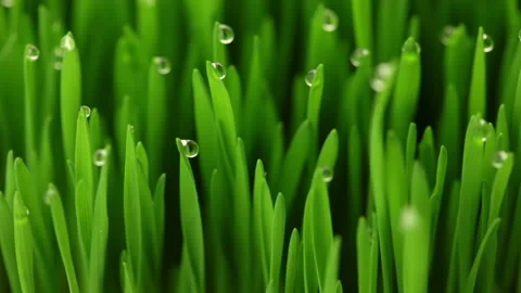 Fresh grass close-up Stock Footage 106457214