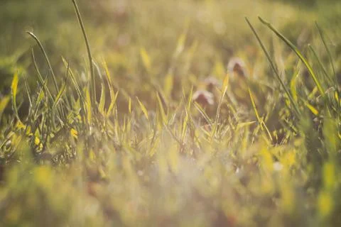 Fresh Grass Closeup Stock Photos