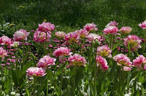 Fresh grass, daisies and patterned in pink and white old varieties of tulips Stock Photos