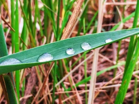 Fresh grass with dew drops close up Foto stock