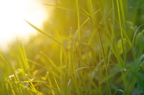 Fresh grass with dew drops close up Stock-Fotos