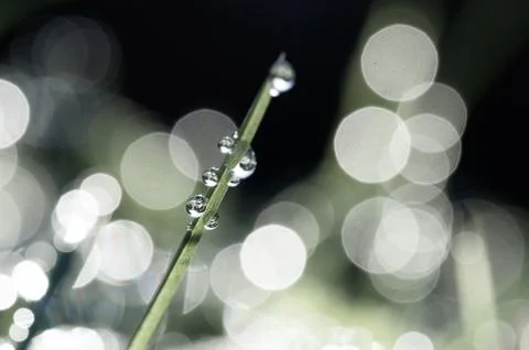 Fresh grass with dew drops close up Stock Photos