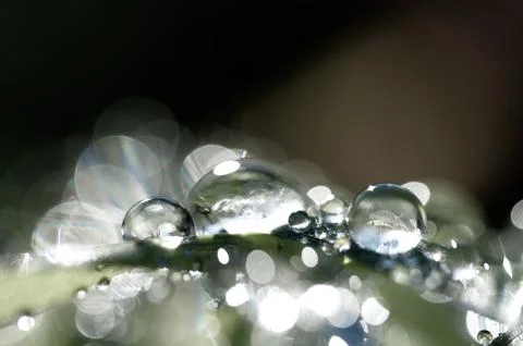 Fresh grass with dew drops close up Stock Photos
