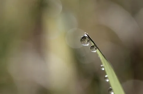 Fresh grass with dew drops close up Stock Photos