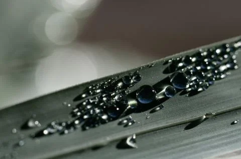 Fresh grass with dew drops close up Stock Photos