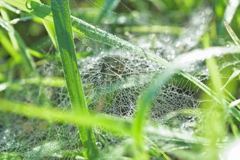 Fresh grass with dew drops. Dew drops on cobweb on green grass. Stock Photos