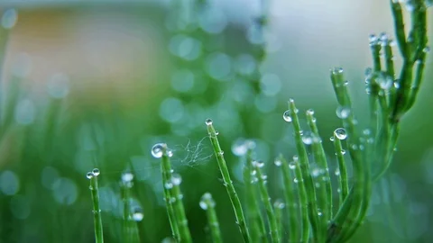 Fresh grass with dew drops Vidéo 87091895