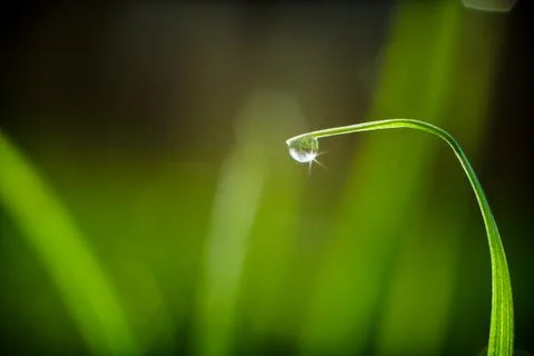 Fresh grass with dew drops Stock Photos