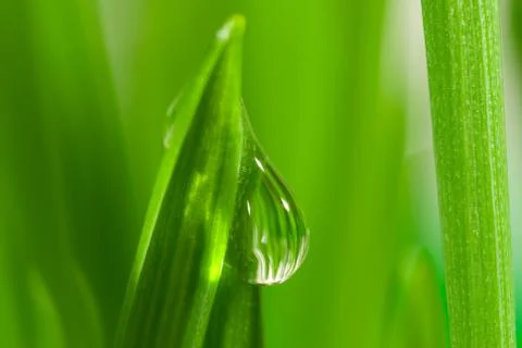 Fresh grass with dew drops Stock Photos