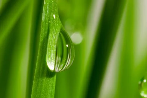 Fresh grass with dew drops Stock Photos